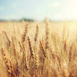 Wholegrain Nelstrops Flour Mills